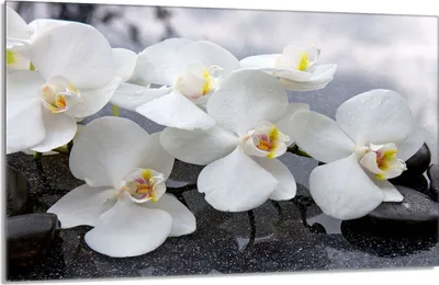 Obrázok produktu pre Kryt varnej dosky 80x52cm 1-dielny keramický kryt varnej dosky, orchideová biela