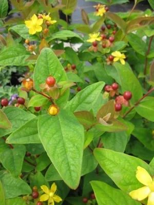 Produktbild von Hypericum inodorum Arcadia PBR - Johanniskraut Arcadia PBR -
