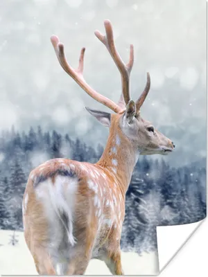 Produktbild von MuchoWow® Poster Winter - Hirsche - Tiere 30x40 cm - Wandplakat - Poster Kinderzimmer