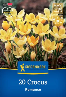 Produktbild von Kiepenkerl Botanischer Krokus Romance Crocus chrysanthus 20 Zwiebeln