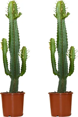 Image de Bloomique - Lot de 2 - Euphorbia Acrurensis - Euphorbe - Cactus - Plantes d'intérieur - Facile d'entretien - Hauteur 60-70 cm - Pot 17 cm