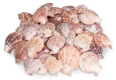 Produktbild von Pecten nobilis 0,5 kg 5-8 cm ca. 30-40 Stück Kammmuscheln Deko Tischkarte