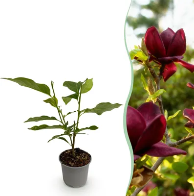 Zdjęcie produktu dla Magnolia Genie - Flower Purple - Liściasta - Niskie wymagania pielęgnacyjne - 30cm - Ø12cm - Roślina ogrodowa