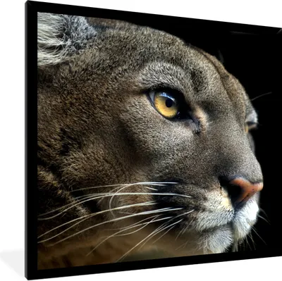 Produktbild von MuchoWow® Gerahmtes Poster Puma - Wilde Tiere - Porträt 40x40 cm - Poster mit Schwarzem Bilderrahmen Wandposter Rahmen Foto Bilder - Mit Rahmen - Wanddekoration Schlafzimmer