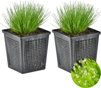 Zdjęcie produktu dla Bloomique - Zestaw 2 szt. - Scirpus Cernuus - Trawa igłowata - Rośliny do oczek wodnych - Rośliny wodne - Odporne na zimę - Wysokość 10-20 cm - Doniczka 11 cm