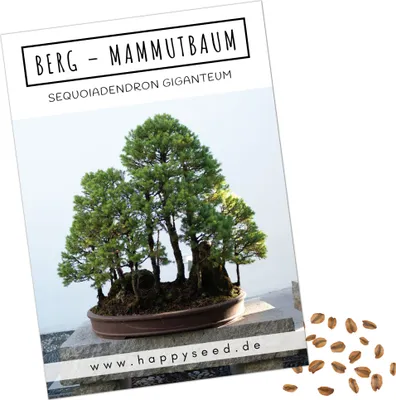 Produktbild von Außergewöhnliche Bonsai Samen mit hoher Keimrate - Pflanzen Samen Set für deinen eigenen Bonsai Baum (1x Berg Mammutbaum)…