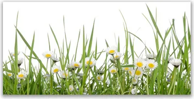 Produktbild von Tulup Leinwand-Bilder 120x60 Wandbild Canvas Kunstdruck Gras Gänseblümchen Natur