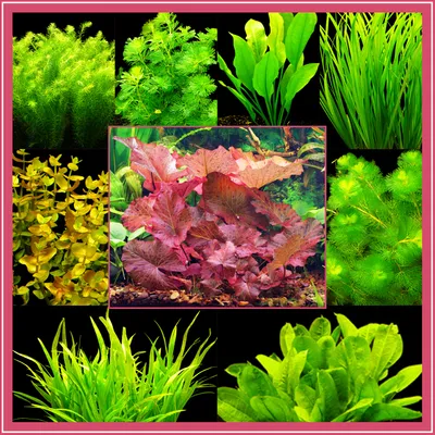 Produktbild von 8 Bund Aquarienpflanzen + Lotus + Javamoos - Top!!!