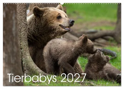 Produktbild von Tierbabys 2027 (Wandkalender 2027 DIN A2 quer), CALVENDO Monatskalender