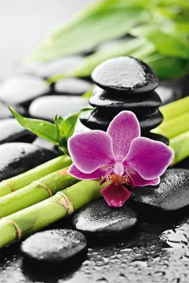 Image de Zen - Nature morte - Orchidée Motivational Lifestyle Fleur - Poster print 61x91,5