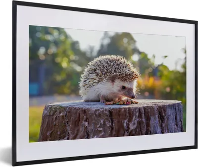 Produktbild von MuchoWow® Gerahmtes Poster Essender Igel 60x40 cm - Poster mit Schwarzem Bilderrahmen Wandposter Rahmen Foto Bilder - Schlafzimmer - Plakat in Rahmen - Drucken