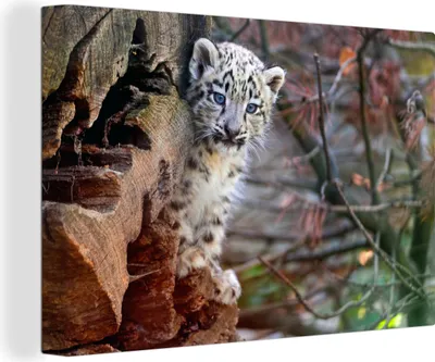 Produktbild von OneMillionCanvasses® - Leinwandbilder - 140x90 cm, Schneeleopard - Klein - Baum, Wandbilder Kunstdruck Wanddekoration