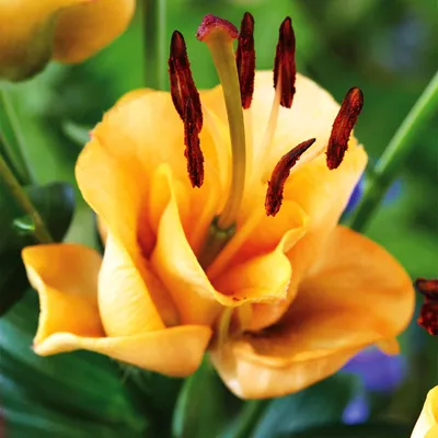 Produktbild von Lilie Zwiebel Blumen winterhart und mehrjährig Gefüllte Lilie Apricot Fudge 1 St