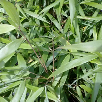 Image de Bambou  - Fargesia scabrida « Asian Wonder »  | 60-80 cm en pot