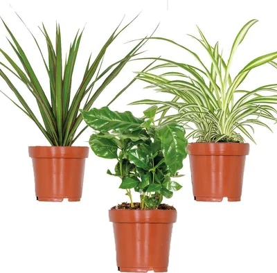 Image de Bloomique - Lot de 3 - Mélange de plantes d’intérieur - Coffea, Dracaena, Chlorophytum - Dépolluantes - 25-35 cm