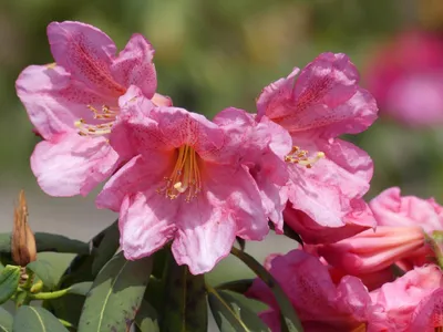 Produktbild von Rhododendron Hybride Camdeboo - Großblumige Alpenrose - 30-40 cm