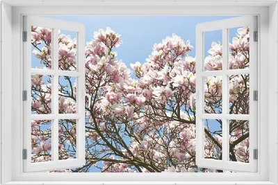 Produktbild von Wallario Wandbild mit Fenster-Illusion: Schöne rosa Magnolien-Blüten vor blauem Himmel, Größe: 61 x 91,5 cm, Poster mit rahmenlosen Bildhalter