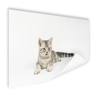 Produktbild von MuchoWow® Poster Kitten - Weiß - Sohle - Mädchen - Kinder - Jungen - Kind 60x40 cm - Schlafzimmerdekoration