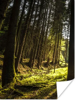 Produktbild von MuchoWow® Poster Baum - Natur - Sonne - Wald 30x40 cm - Wandplakat - Poster Kinderzimmer