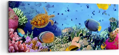 Produktbild von Bild auf Leinwand - Leinwandbild - Korallenriff - 120x50cm - Wand Bild - Wanddeko - Wandbilder - Leinwanddruck - Bilder - Kunstdruck - Wanddekoration - Leinwand bilder - Wandkunst - AB120x50-3569