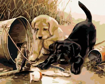Produktbild von Zuty - Malen nach Zahlen - HUNDEWELPCHEN MIT FISCH, 40x50 cm, ohne Keilrahmen