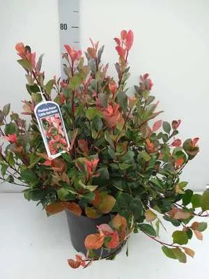 Zdjęcie produktu dla Photinia fras. 'Little Red Robin' - Glanzmispel Little Red Robin 40- 50 cm - Pojemnik