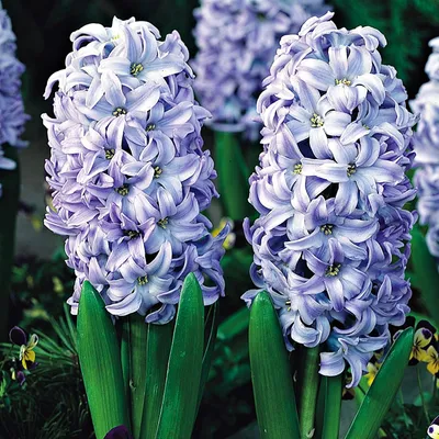 Produktbild von Hyazinthe Blumenzwiebeln Zwiebeln Blumen Hyacinthus Sky Jacket 3 St.