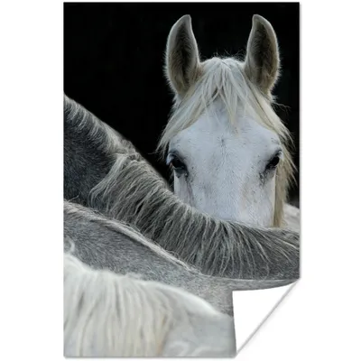 Produktbild von MuchoWow® Poster Pferde - Tiere - Schwarz - Weiß 40x60 cm - Plakate für die Wand - Poster Babyzimmer