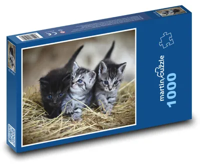 Zdjęcie produktu dla martinpuzzle - Puzzle 1000 - Kotki - koty, zwierzęta