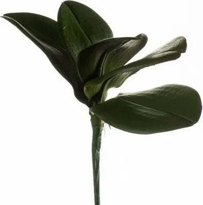 Produktbild von artplants.de Kunstblatt Phalaenopsis Orchidee NIUT, Steckstab, grün, 25cm - Deko Orchidee - Textilblume Orchidee