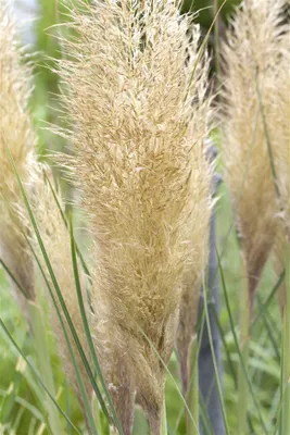 Produktbild von Cortaderia selloana 'Esperanta', Pampasgras, 3-5 Liter Container