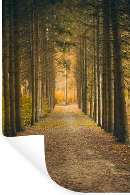 Produktbild von MuchoWow® Wandtattoo Wandsticker Wandaufkleber Pfad - Bäume - Wald 60x90 cm Selbstklebend und Repositionierbar - Sticker - Dekorfolie