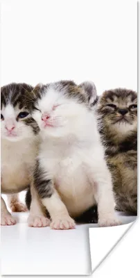 Produktbild von MuchoWow® Poster Katze - Haustiere - Fell - Porträt 60x120 cm - Wandschmuck