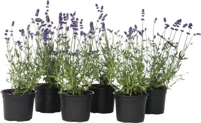Produktbild von Lavendelpflanzen - 6 Stk - Lavandula angustifolia - Höhe 10-15cm - ⌀11cm