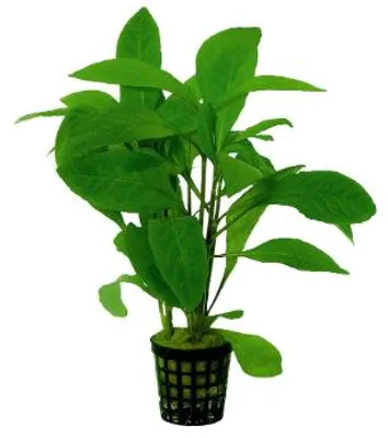 Productafbeelding van Aquafleur Nomaphila Stricta in 5 cm pot