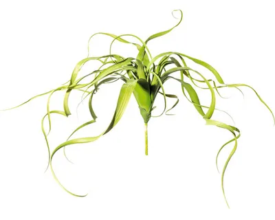 Produktbild von Kunstpflanze Tillandsienhänger Höhe: 32 cm grün