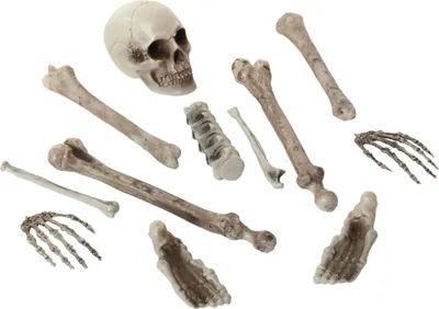 Produktbild von Halloween-Dekoration Skelett Weiß