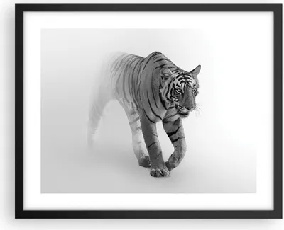 Produktbild von Gerahmtes Poster - Schwarzer Rahmen - Tiger Monochrom Porträt - 50x40 cm - Wand Bild - Wanddeko - Wandbilder - Kunstposter - Wandposter - Bilderrahmen - Bilder - Kunstdruck - P2BAA50x40-4626