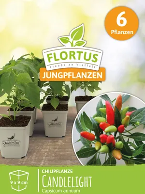 Produktbild von Chilipflanze Candlelight | Chilipflanzen von FLORTUS, Menge:6 Pflanzen