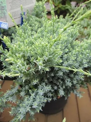 Produktbild von Zwergwacholder Holger - Juniperus squamata - 30-40cm