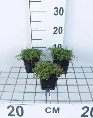 Obrázek produktu pro 6 x Thymus praecox 'Coccineus' - tymián - květináč 9 x 9 cm