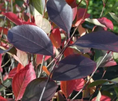 Produktbild von Aronia prunifolia Nero - Schwarze Apfelbeere Nero - 40-60