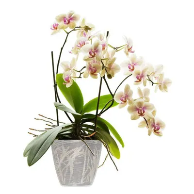 Produktbild von BAMA PAGLIA 14 cm, transparent Menge: 1 St