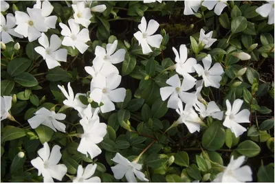 Produktbild von Stauden Gänge 100 x Vinca minor 'Alba' - Weißes Kleines / Kleinblättriges Immergrün - tolle Blütenpracht - sehr pflegeleicht - Bodendecker - Immergrün