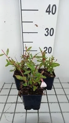 Immagine prodotto di 6 x Gaura lindh. 'Madonna'® ( oenothera lindh.) - Gaura - vaso 9 x 9 cm
