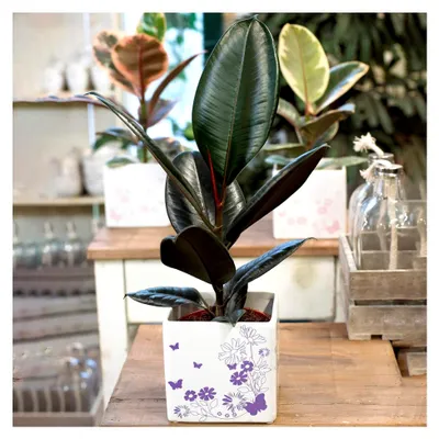 Produktbild von Ficus Abidjan | Gummibaum als Zimmerpflanze für das Büro (30-40 cm inkl. Topf)