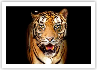 Produktbild von Poster - Poster ohne Rahmen - tiger tier - 70x50 cm - Wand Bild - Wanddeko - Wandbilder - Kunstposter - Wandposter - Bilder - Kunstdruck - Wanddekoration - Wandbild - P2XAA70x50-4103