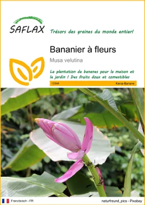 Image de SAFLAX  - Bananier à fleurs - 8 graines - Musa