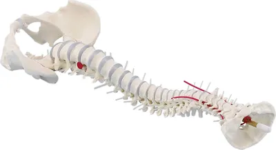 Obrázek produktu pro Erler-Zimmerův standardní model páteře s hernií disku a pánve