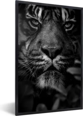 Produktbild von MuchoWow® Gerahmtes Poster Nahaufnahme von Blättern und einem Tiger im Dschungel - schwarz und weiß 60x90 cm - Poster mit Schwarzem Bilderrahmen Wandposter Rahmen Foto Bilder - Kunst